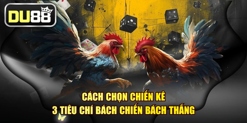 Cách Chọn Chiến Kê - 3 Tiêu Chí Bách Chiến Bách Thắng